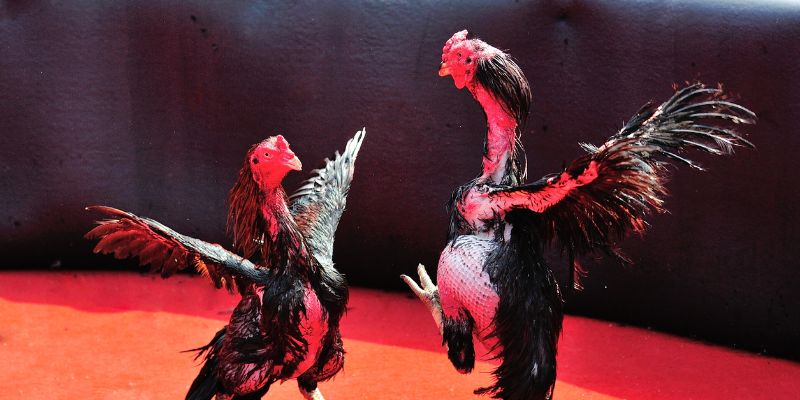 Nền tảng đá gà cho dân chuyên