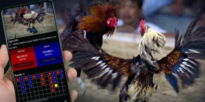 Quy tắc khi tham gia đá gà